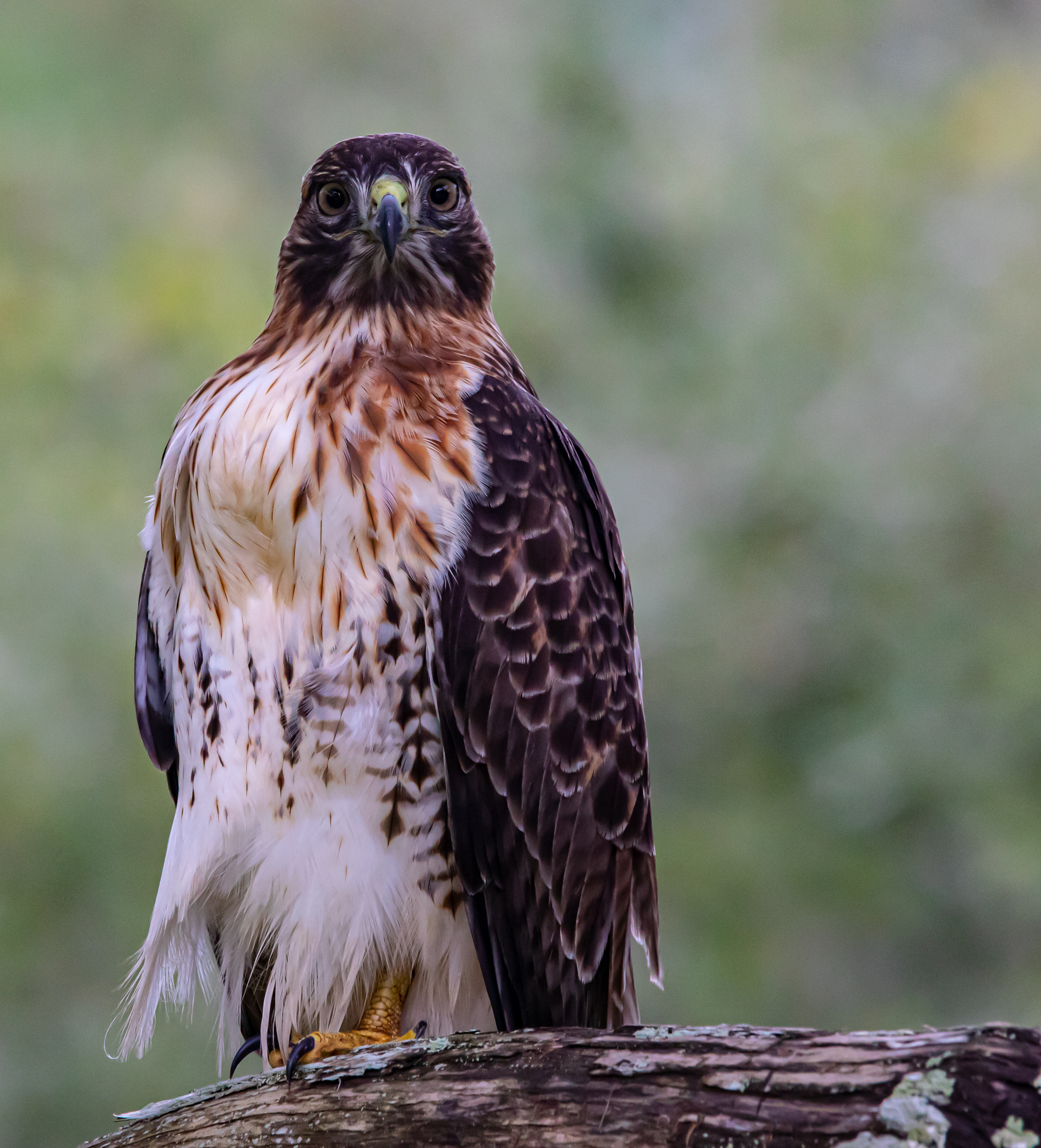 A juvenile Eastern red-tailed hawk sitting on a branch.