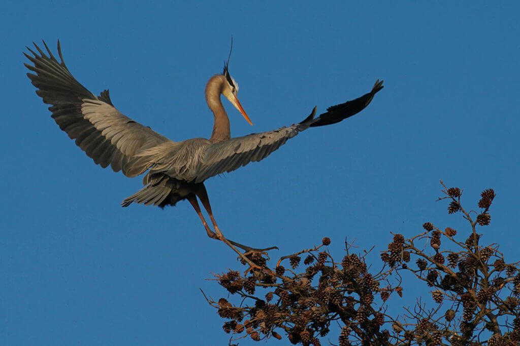 Heron-landing-treetop