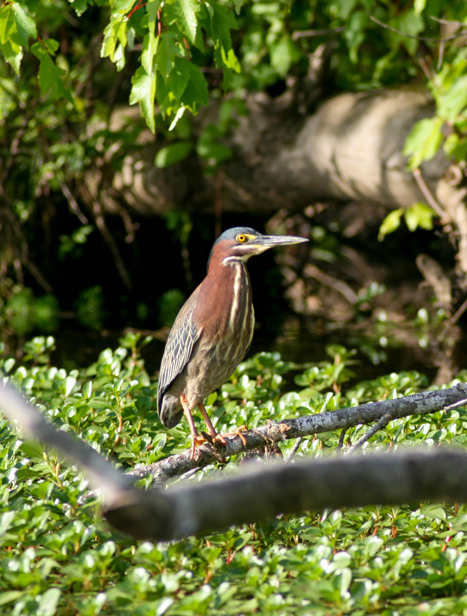 A green heron sits on a branch in the swamp.