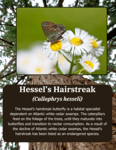 Hessel's hairstreaks depend upon Atlantic white cedar forests