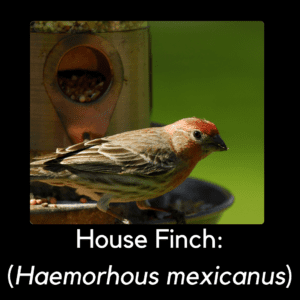 House finch - invasive bird in north carolina