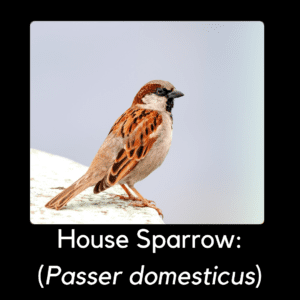 House sparrow - invasive bird in North carolina