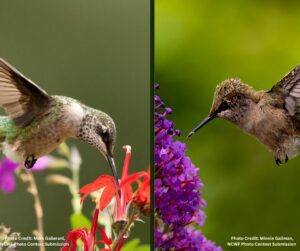 Hummingbirds are one type of lesser known pollinators