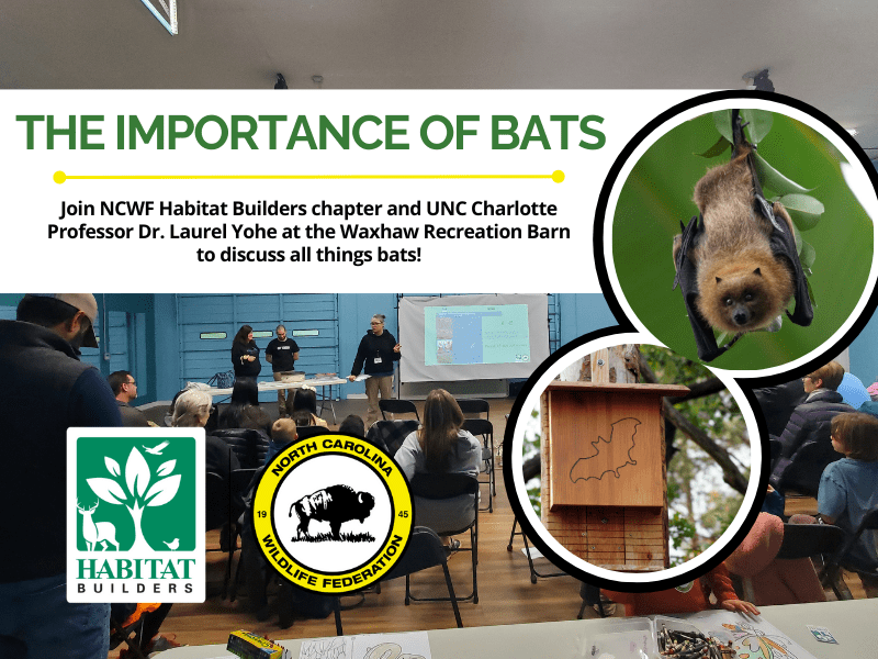 ImportanceofBats ImportanceofBats