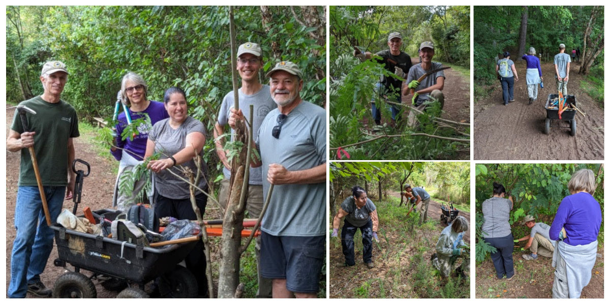 Invasive Plant Removal at Turnipseed Nature Preserve, Sept 29. NCWF joined with Wake County Parks & Rec and brave volunteers to battle against the invasive privet plaguing the preserve. The intrepid crew successfully prepared the area for a native replanting in October.