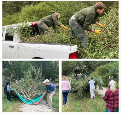 A collage of volunteers hauling large branches removed from invasive trees.