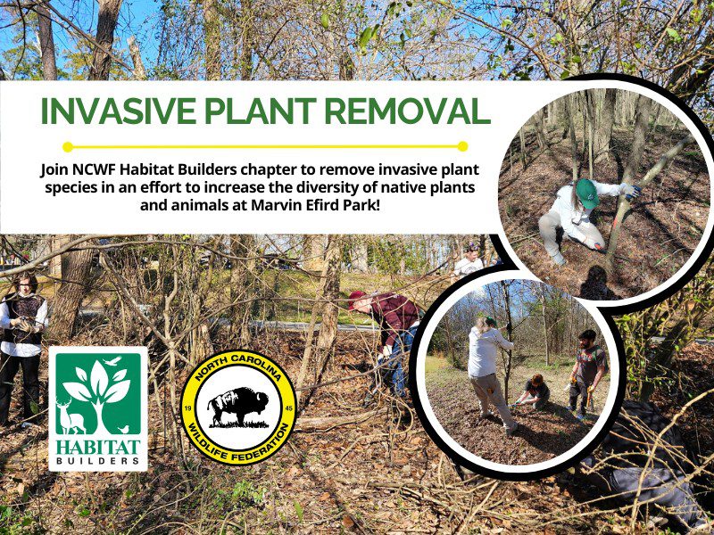 InvasivePlantRemoval