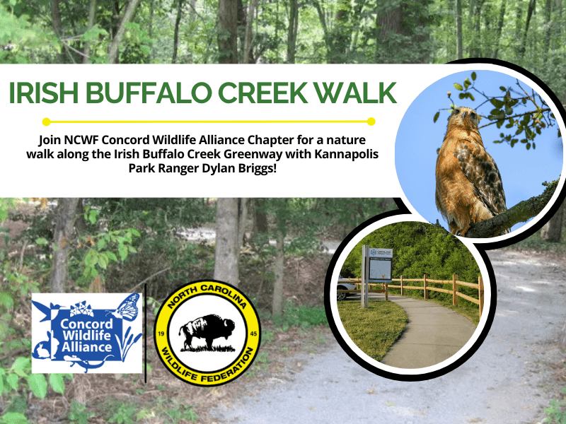 IrishBuffaloCreekWalk IrishBuffaloCreekWalk