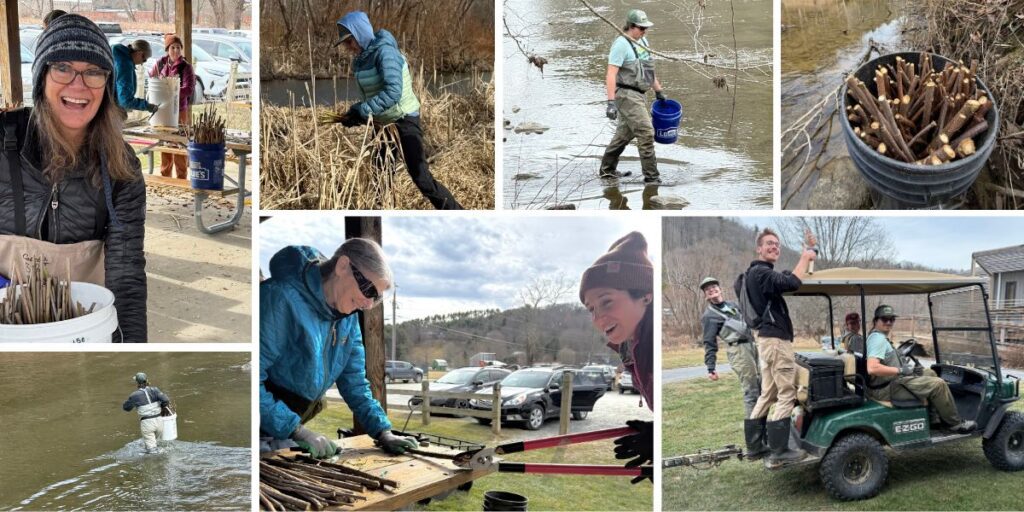 January 8, Watauga River Planting: NCWF High Country Wild in partnership with MountainTrue planted 5,500 livestakes at Valle Crucis Community Park along the Watauga River and Dutch Creek with 2,600 of the plants made possible through the National Wildlife Federation's Trees for Wildlife Program. We planted a variety of species including silky willow, black willow, silky dogwood, and elderberry. Valle Crucis Community Park contains riparian forest, wetland, and meadow habitat which supports a mosaic of wildlife. The park is a staple in the community and a popular gathering place for locals to play music, share a picnic, flyfish, bird watch, and enjoy the solitude that only nature can provide. The park took a big hit during Hurricane Helene with trees uprooted and riverbanks left bare of vegetation. Planting these native trees is an effort to increase biodiversity, enhance wildlife habitat, reduce erosion, and ensure that generations to come can enjoy the natural beauty of Valle Crucis Community Park.