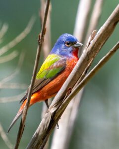 A photo of the Eastern painted buntings