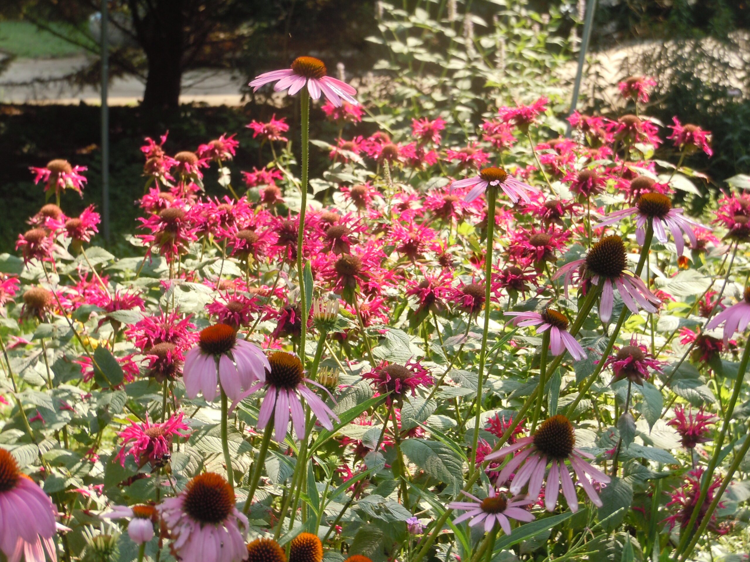 pollinator garden