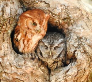 A photo of Eastern screech owls showing love for Giving Tuesday.