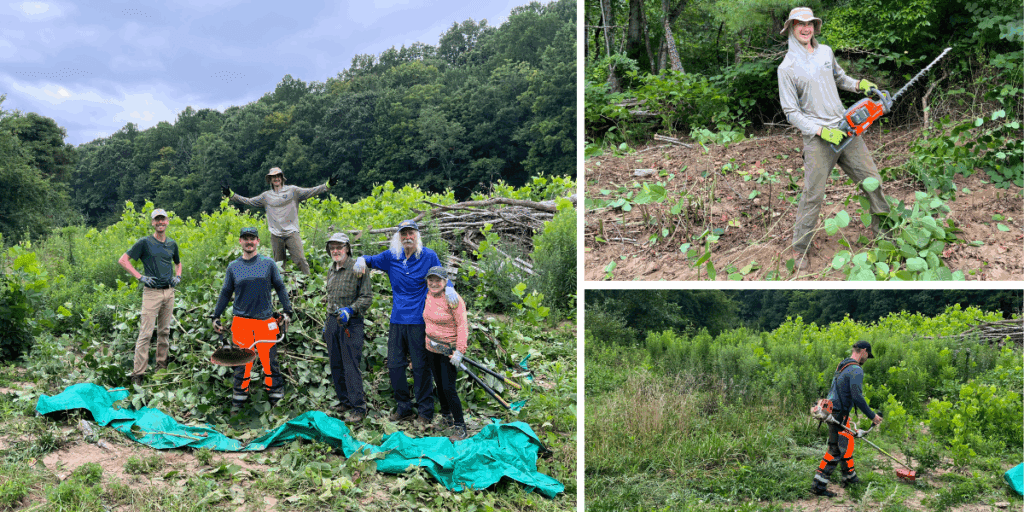 July 25, Bowditch Bottoms Invasive Species Removal. NCWF and Southern Appalachian Highlands Conservancy joined forces once again to tackle invasive plant species at Bowditch Bottoms in Yancey County. The crew has already removed the majority of the multiflora rose and autumn olive in one of the wetland areas with the goal of replanting with native wetland species in the fall and over the course of the next few years. On this workday, we directed our focus toward the Japanese knotweed growing along the creek on the property. Knotweed is a highly successful invasive plant of wetlands, stream corridors, forest edges, and drainage ditches across the country. Fortunately, we caught it early enough at Bowditch Bottoms and are confident that we'll be able to manage its spread. Big thanks to all the volunteers who helped with this effort! More work days are being planned, so stay tuned for opportunities to volunteer at Bowditch Bottoms and learn about the project and the partnership! 