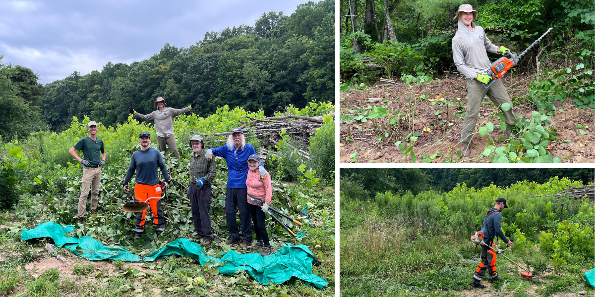 July 25, Bowditch Bottoms Invasive Species Removal. July 25, Bowditch Bottoms Invasive Species Removal. NCWF and Southern Appalachian Highlands Conservancy joined forces once again to tackle invasive plant species at Bowditch Bottoms in Yancey County. The crew has already removed the majority of the multiflora rose and autumn olive in one of the wetland areas with the goal of replanting with native wetland species in the fall and over the course of the next few years. On this workday, we directed our focus toward the Japanese knotweed growing along the creek on the property. Knotweed is a highly successful invasive plant of wetlands, stream corridors, forest edges, and drainage ditches across the country. Fortunately, we caught it early enough at Bowditch Bottoms and are confident that we'll be able to manage its spread. Big thanks to all the volunteers who helped with this effort! More work days are being planned, so stay tuned for opportunities to volunteer at Bowditch Bottoms and learn about the project and the partnership!