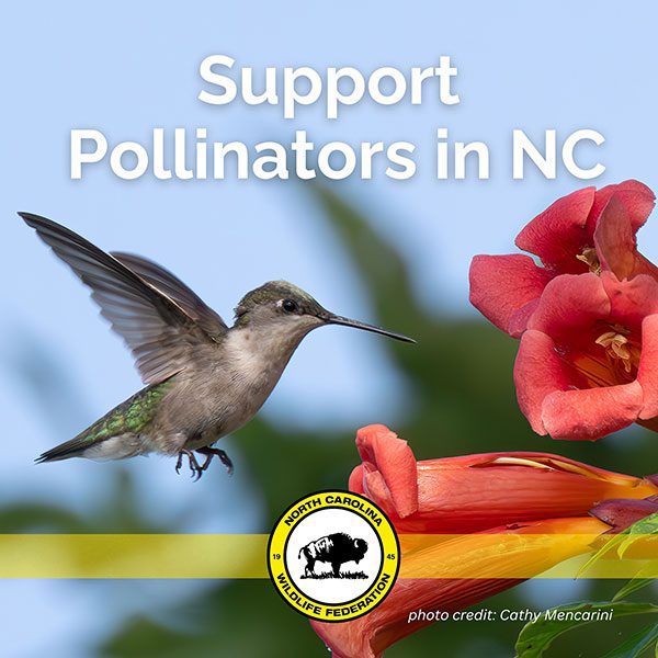 Celebrate National Pollinator Month by helping native bees, butterflies, and hummingbirds thrive across North Carolina.