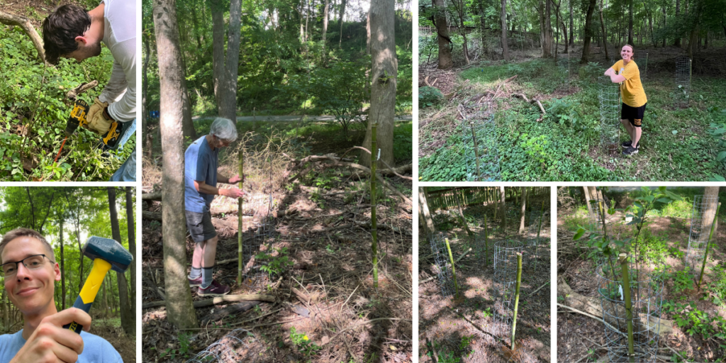 June 6, Bolin Creek Sapling Protection Project: NCWF’s Tri-County Conservationists Chapter installed cages at Bolin Creek in Chapel Hill to protect the native plants that were installed earlier in 2024.