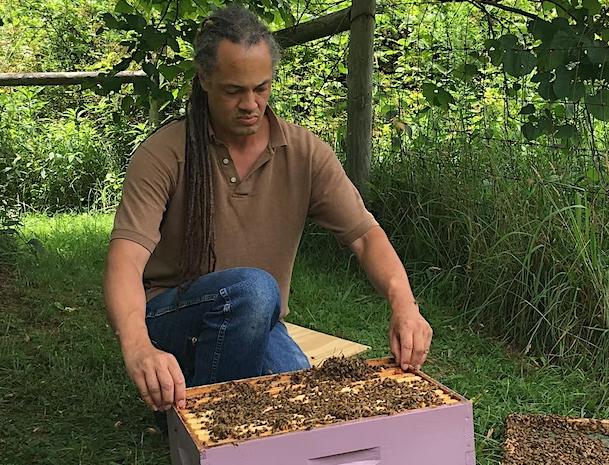 A man pulling a tray covered in honeybees from a bee box.