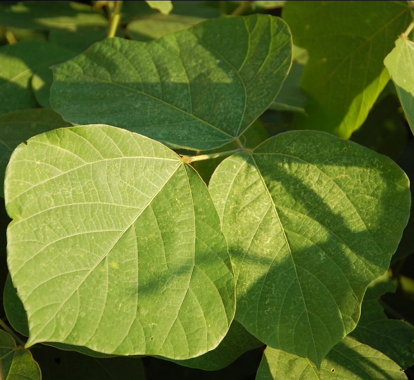 Close up picture of kudzu leaves