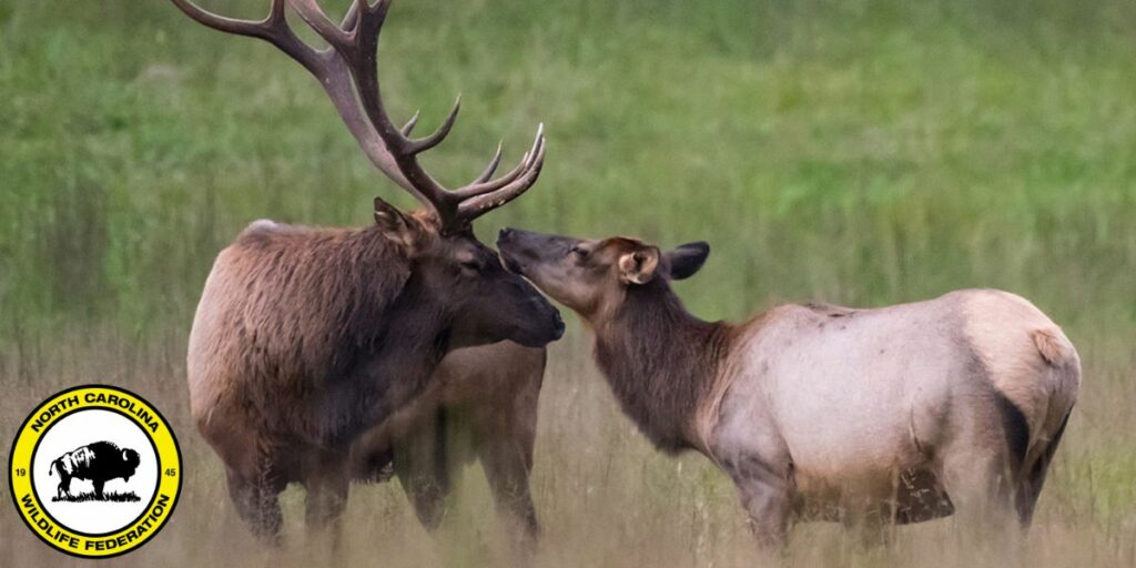 Land of the Giants The Inspiring Comeback of North Carolina Elk