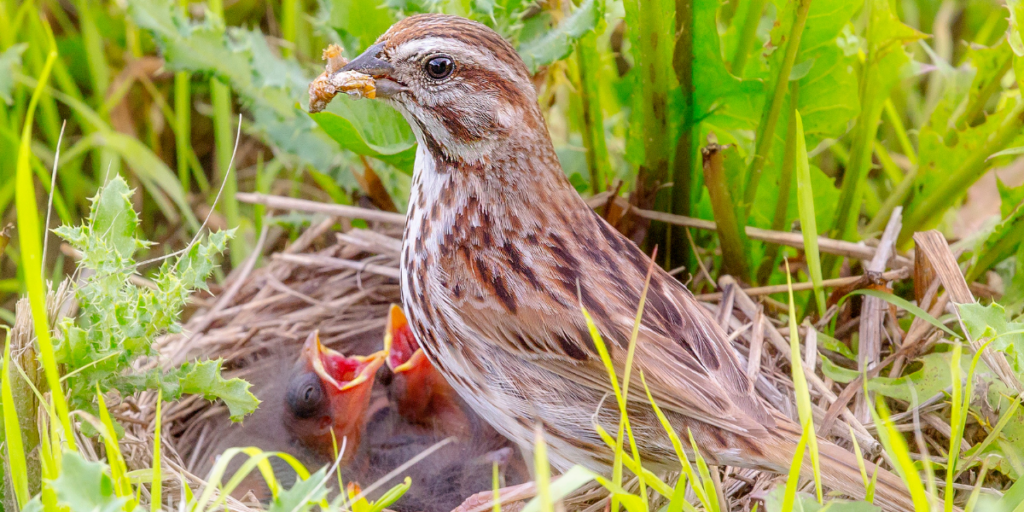 Lark-sparrow-with-chicks