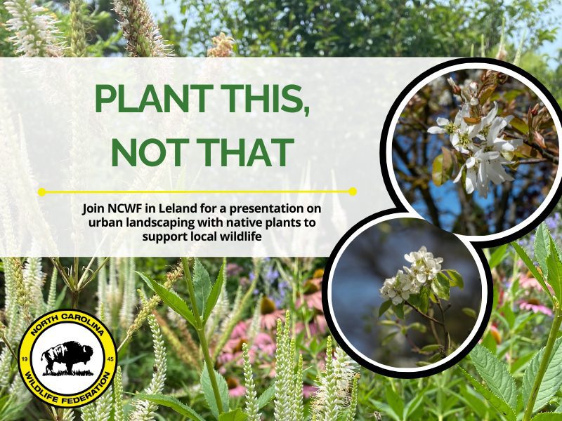 Lelandplantthis