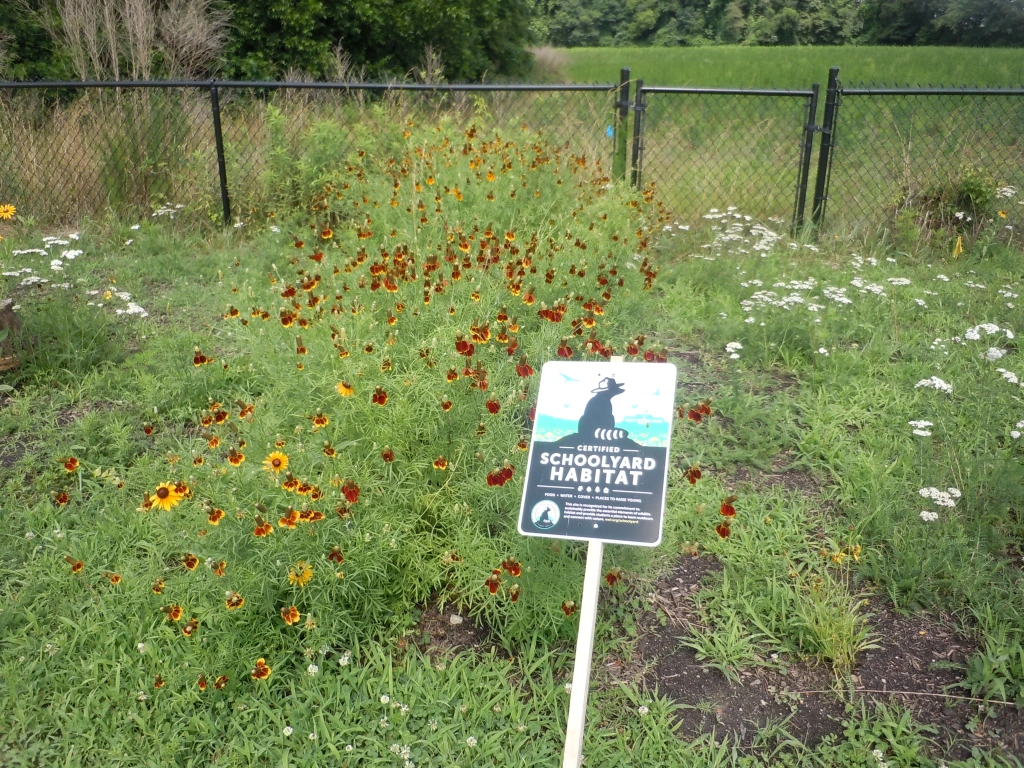 A schoolyard habitat sign flanked by Indian Blanket and other native flowers.