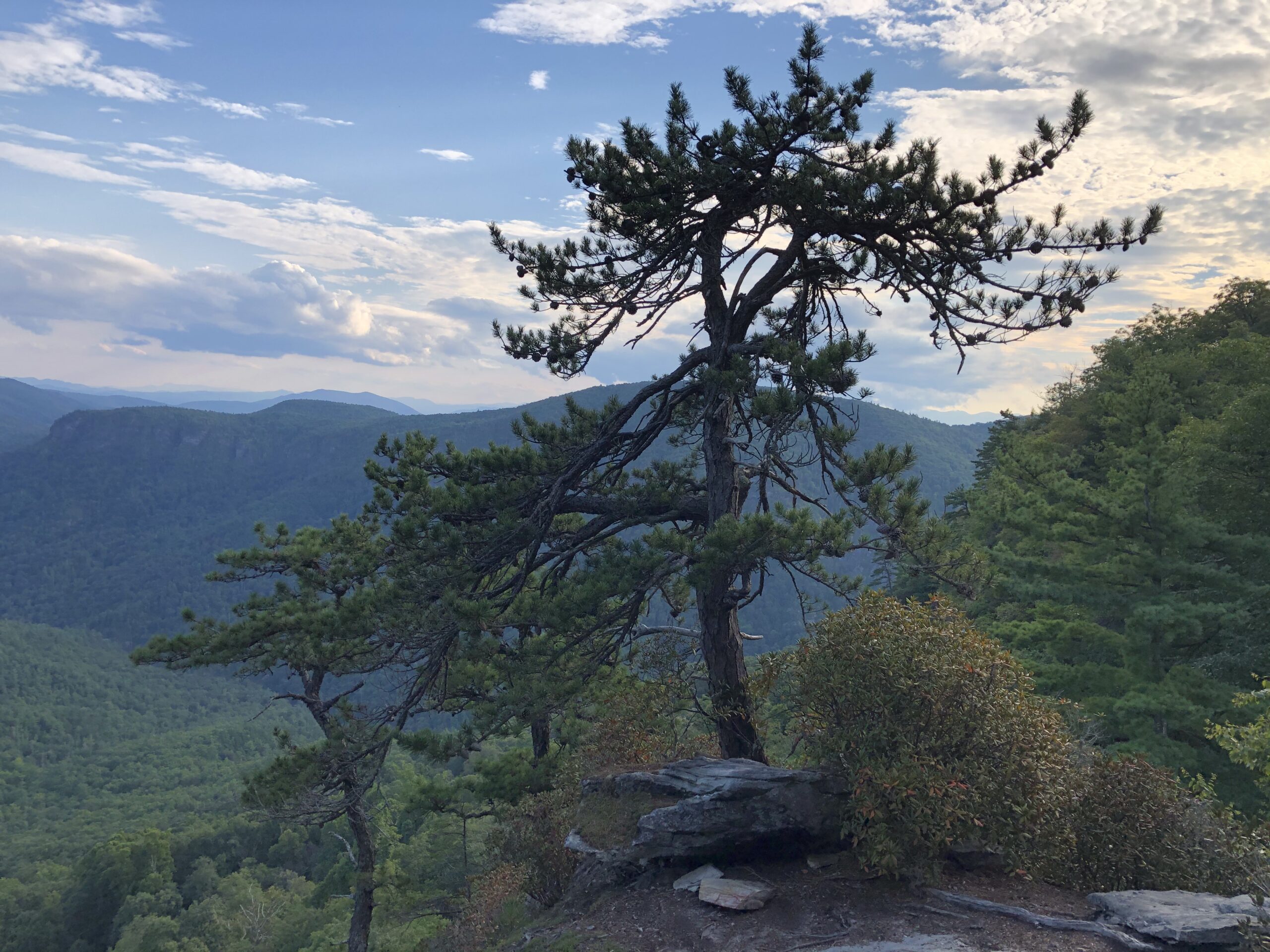Large Pine silhouetted at Linville Gorge in North Carolina