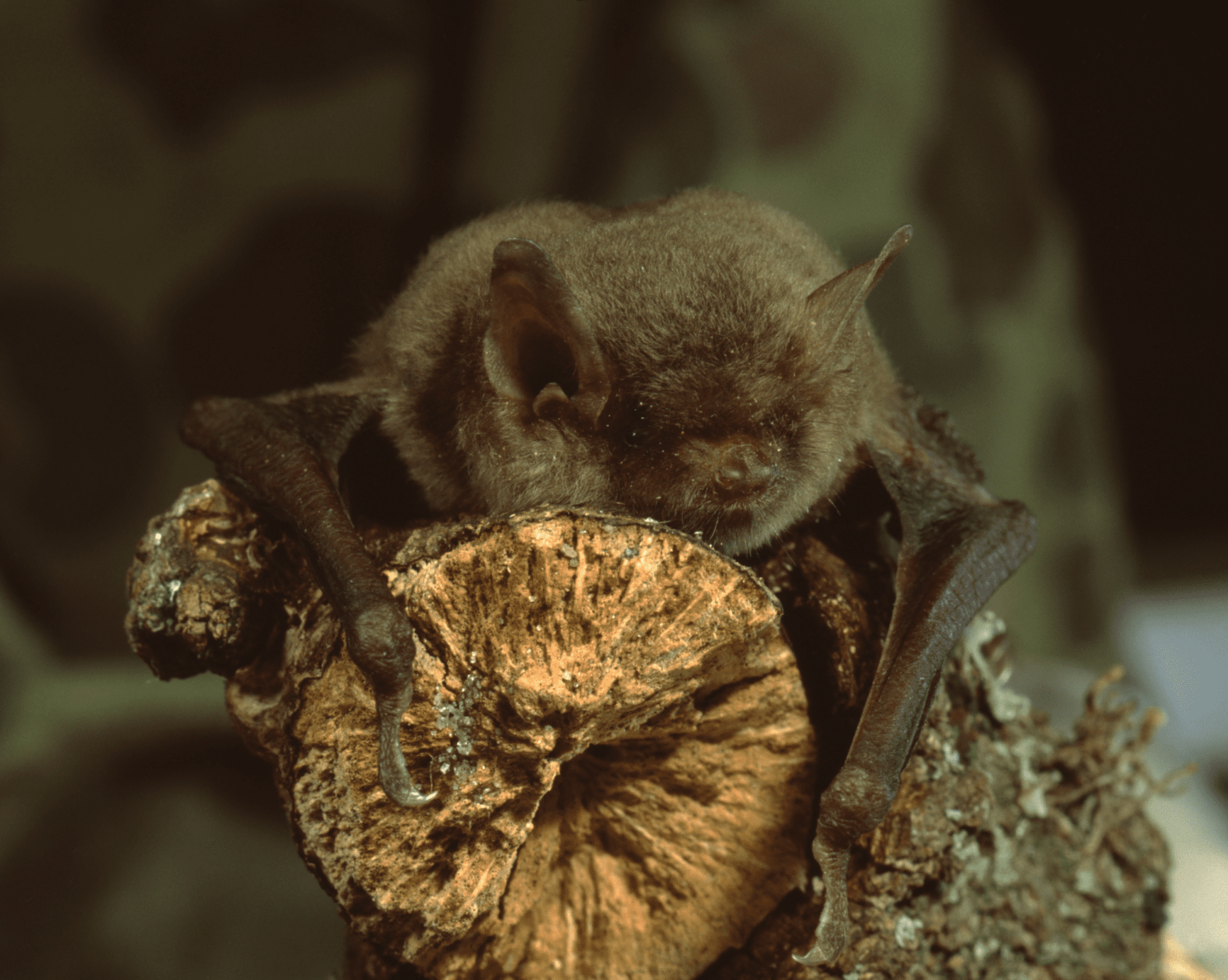 Meet Some of NC’s Most Intriguing Residents Bats North Carolina