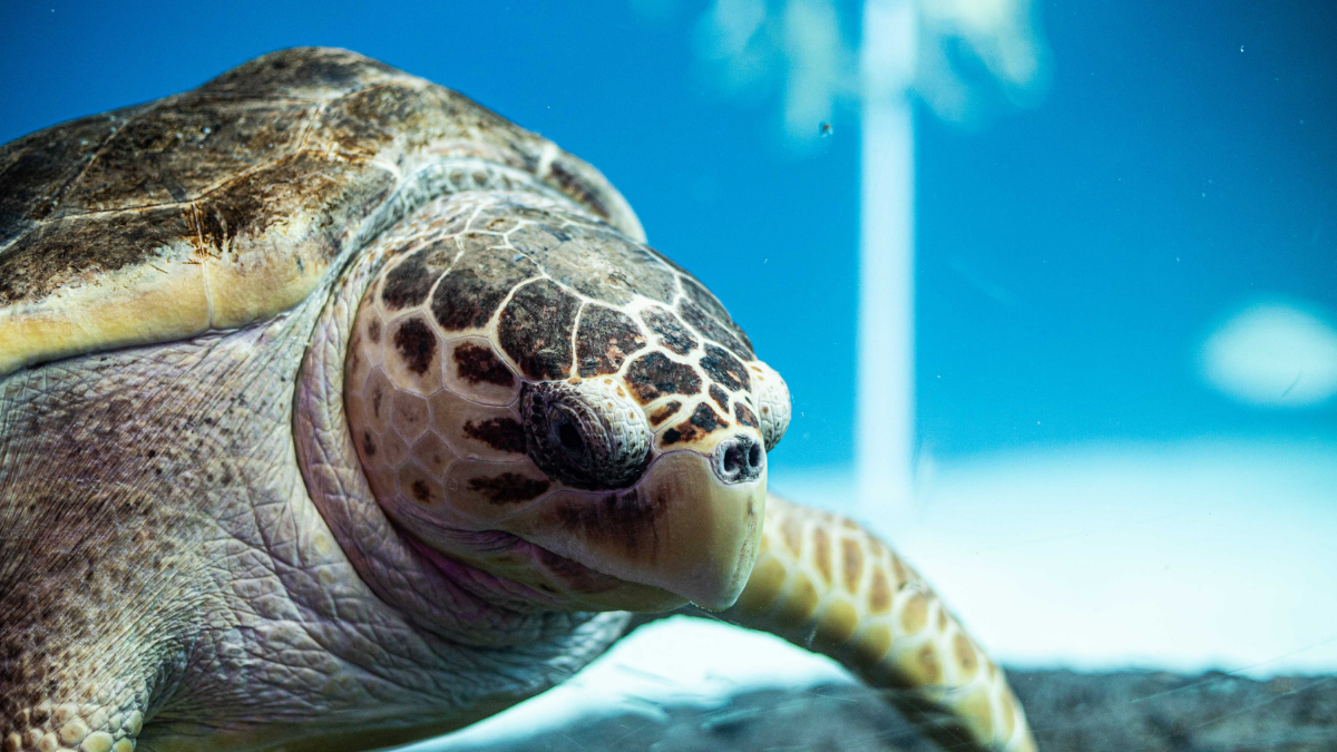 Loggerhead turtle