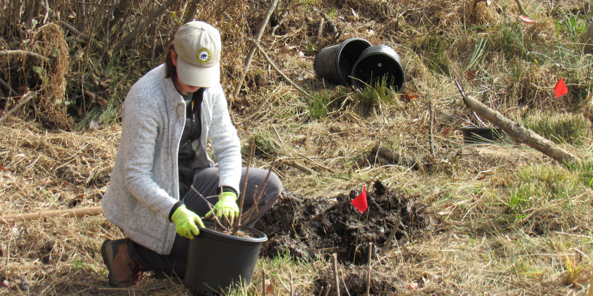 Madison planting