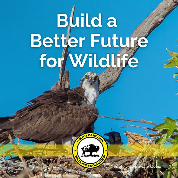 Build a Better Future for Wildlife
