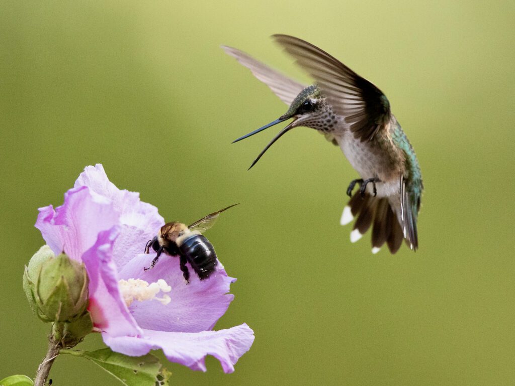 A hummingbird hovering above a purple flower that is occupied by a bumblebee.