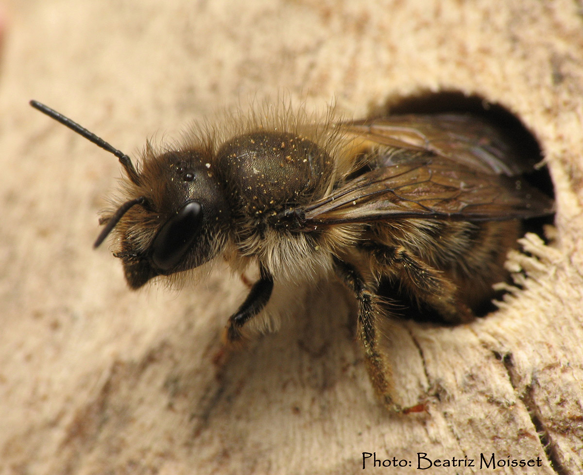 Types of Honey Bees - Carolina Honeybees