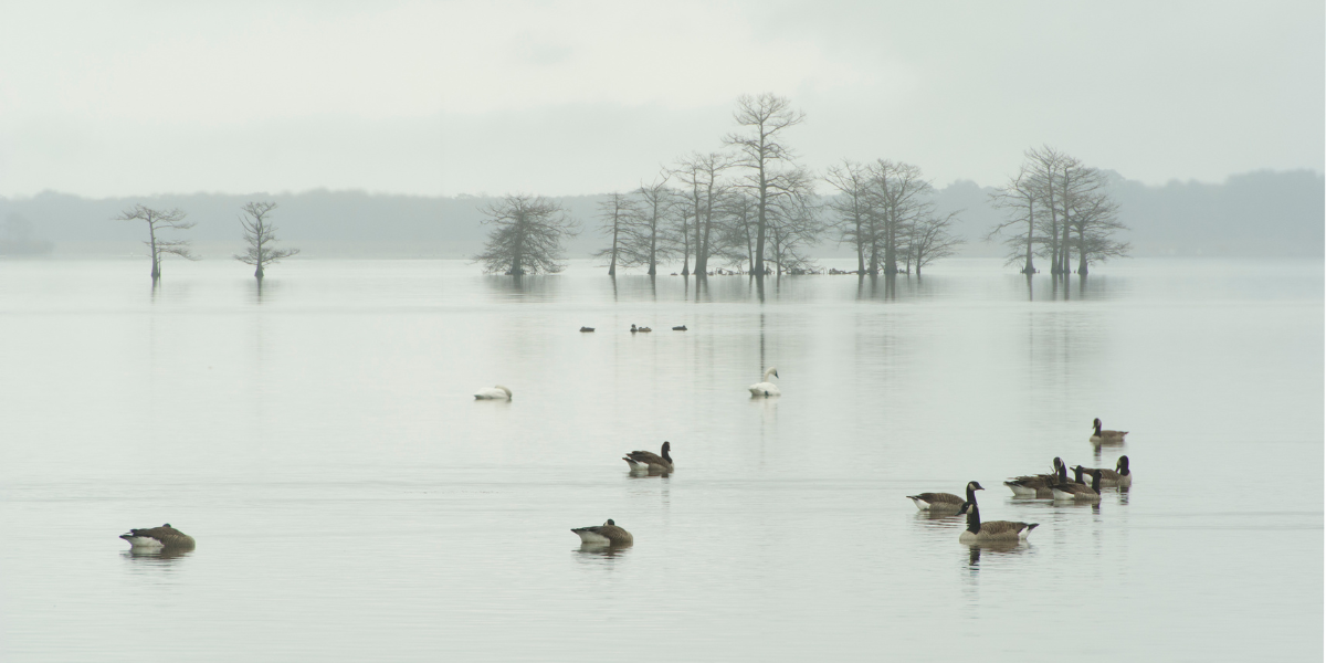 Mattamuskeet (pictured here) Pocosin Lakes and Alligator River National Wildlife Refuges are great for viewing waterfowl. 
