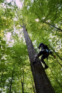 Michelle Kirchner ascending an oak tree