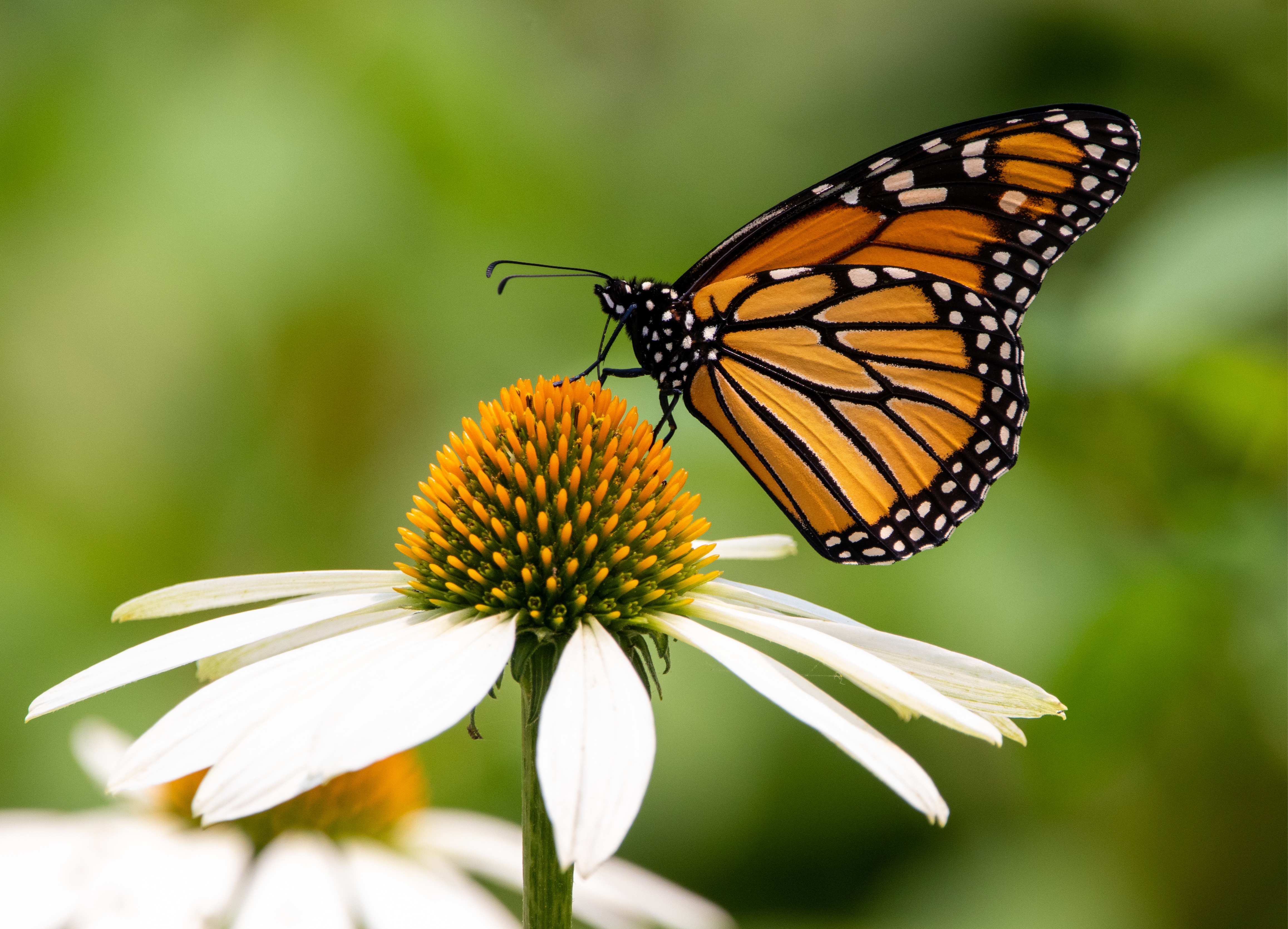 Monarch and white flower