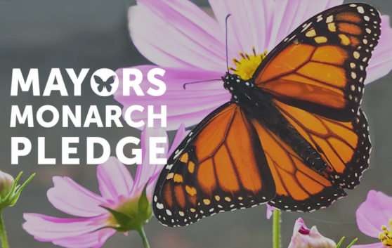 monarch butterfly letters