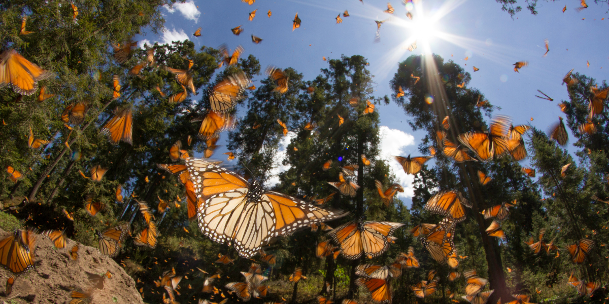 Monarchs fly from spring to fall and typically have 4-5 generations, with the last generation making the great migration back to its overwintering grounds in Mexico.