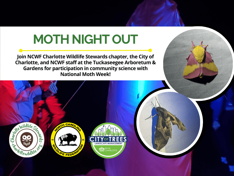MothNightOut