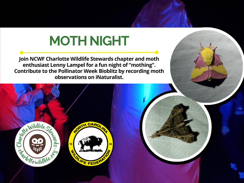 MothNightPollinatorWeek