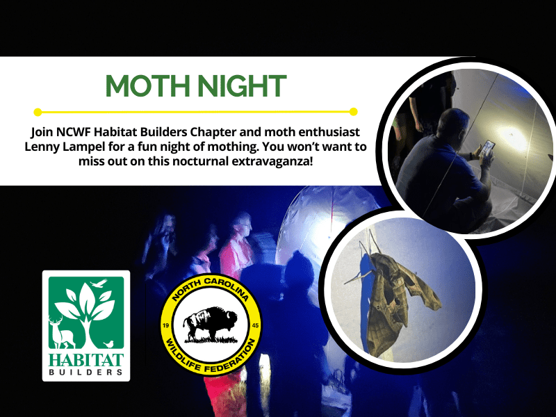 MothNightWaxhaw