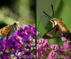 Moths are one type of lesser known pollinators