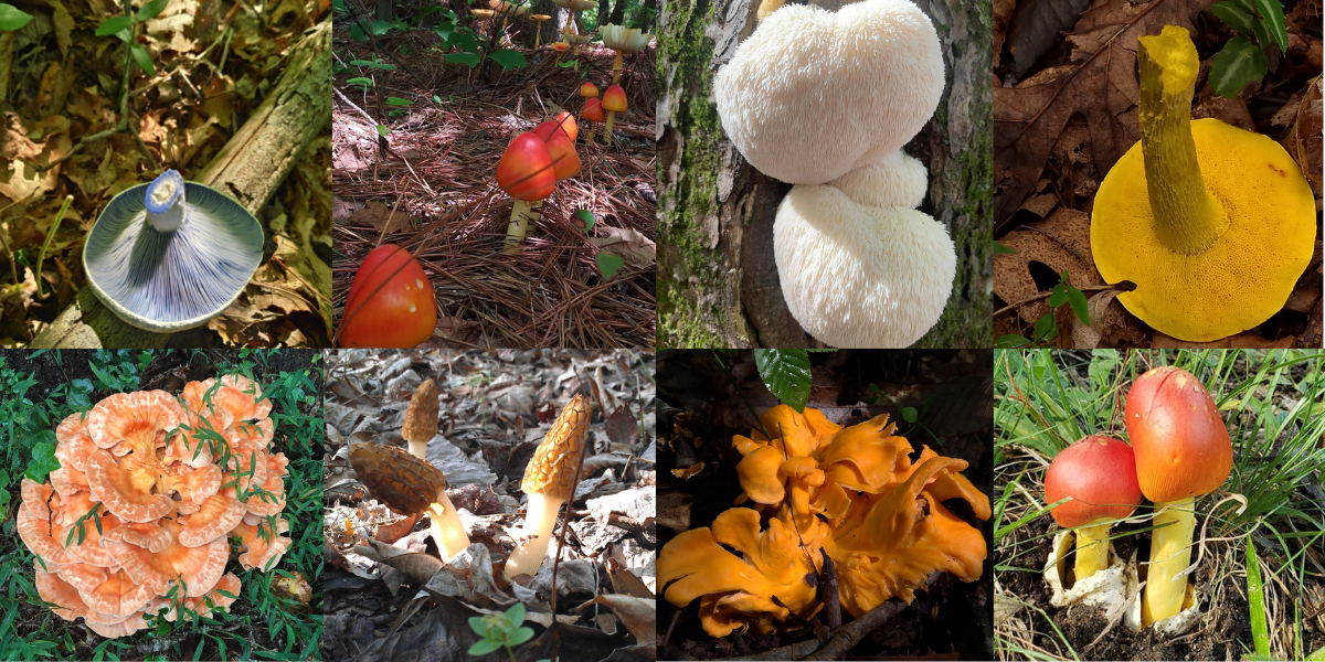 mushroom walk