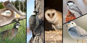 For the Love of Birds: NC Birds of Greatest Conservation Need