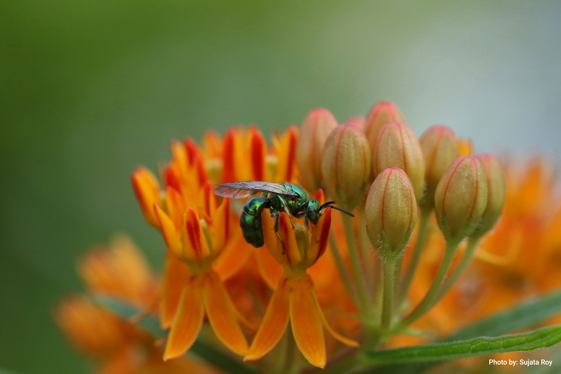 A bee finding nectar in a cluster of butterfly weed flowers.