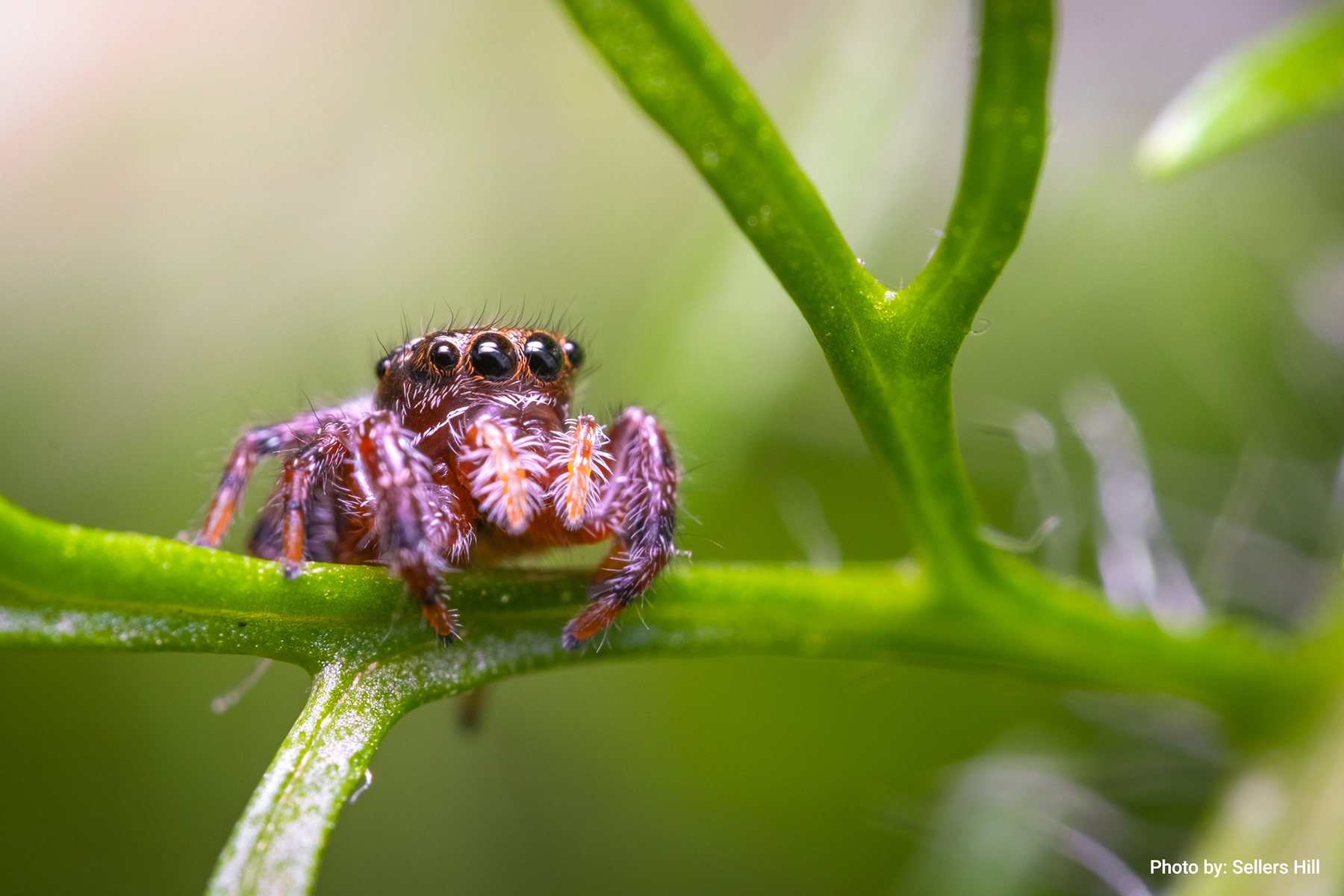 NCWF 2022 Photo Contest Winner, Critters Amateur