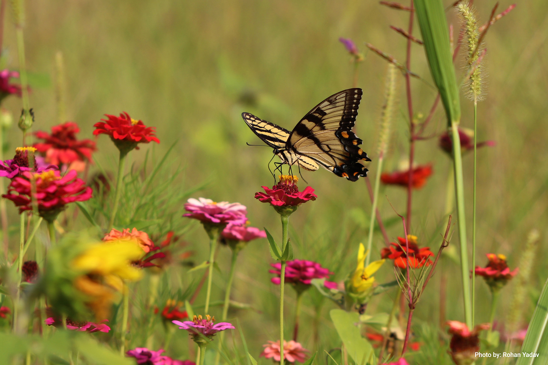 A yellow swallowtail butterfly perching on cosmos. NCWF 2022 Photo Contest Winner, Pollinators/Insects Youth