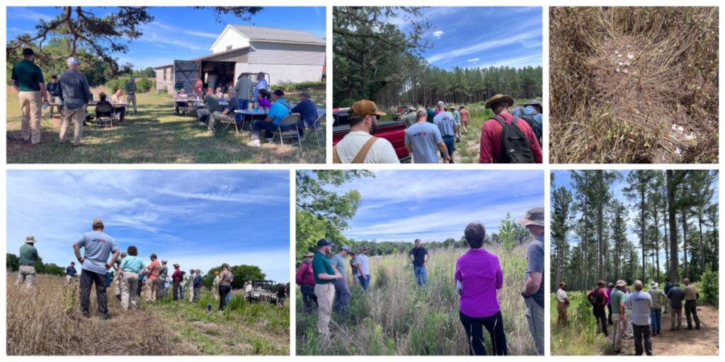 June 20, NCWF Deer, Turkey, and Beyond Private Land Workshop: NC Wildlife Resources Commission and NCWF hosted a workshop to teach landowners how to manage habitat for deer and turkey. The tour began with tips for managing early successional habitat by providing forage and brooding areas and ended with tips for managing forests for game species. Highlights of the day included an albino deer and a predated turkey nest spotted in one of the food plots. The day was a fantastic networking opportunity for landowners and experts alike and a crash course in managing private lands for wildlife. 