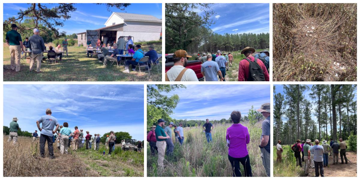 June 20, NCWF Deer, Turkey, and Beyond Private Land Workshop: NC Wildlife Resources Commission and NCWF hosted a workshop to teach landowners how to manage habitat for deer and turkey. The tour began with tips for managing early successional habitat by providing forage and brooding areas and ended with tips for managing forests for game species. Highlights of the day included an albino deer and a predated turkey nest spotted in one of the food plots. The day was a fantastic networking opportunity for landowners and experts alike and a crash course in managing private lands for wildlife. 