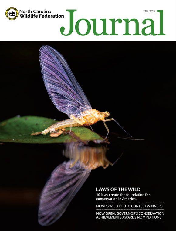 NCWF Journal Fall 2025